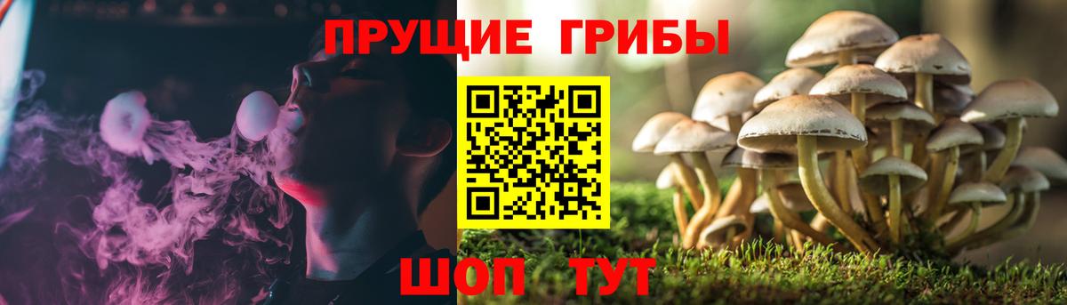 наркотики  Галлюциногенные грибы GOLDEN TEACHER  Вход с VPN  Тула  Псилоцибиновые грибы мухоморы 